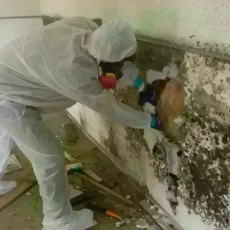 Mold Remediation and Removal in Fordham, NY